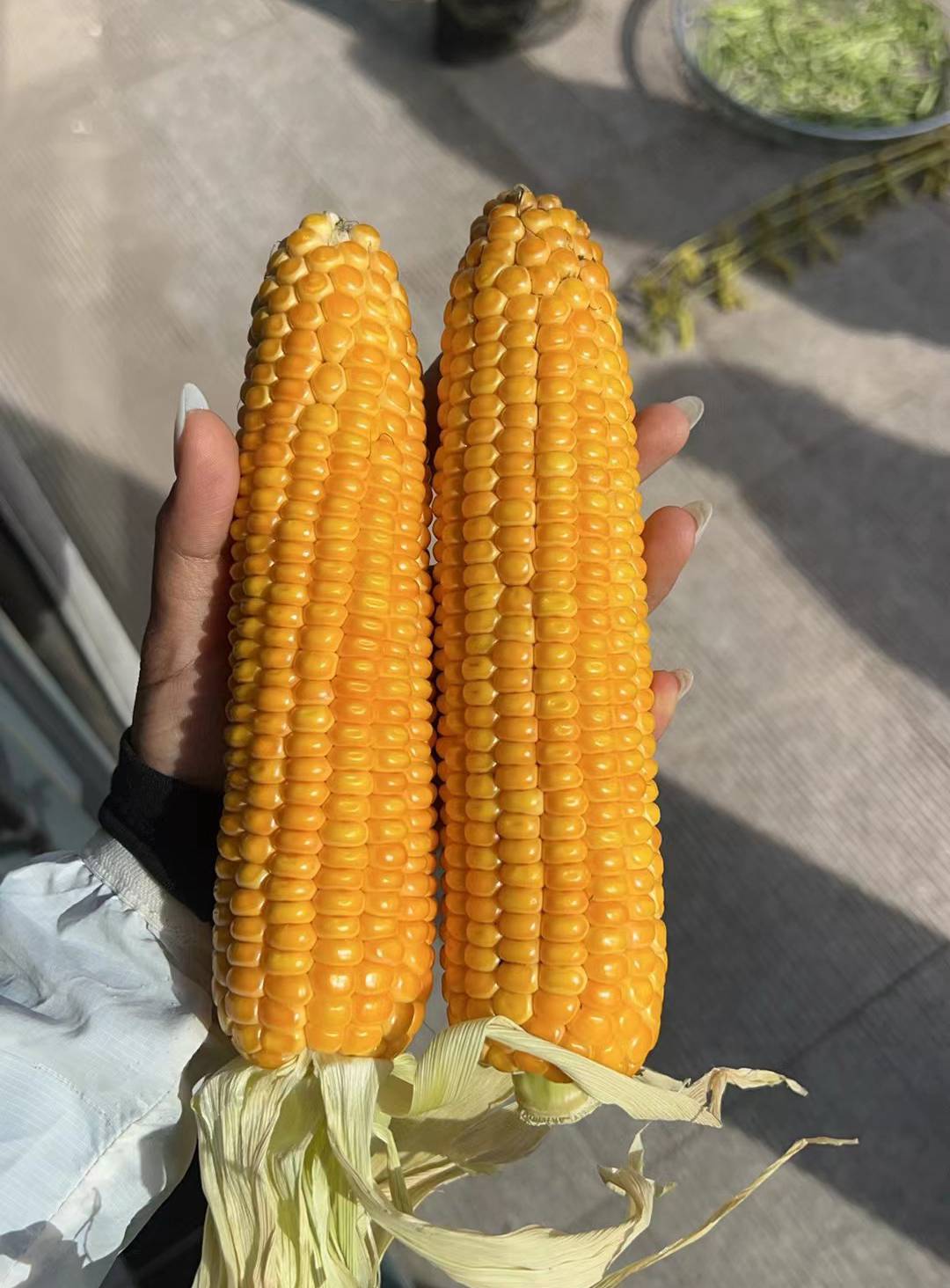 HQ8680果穗