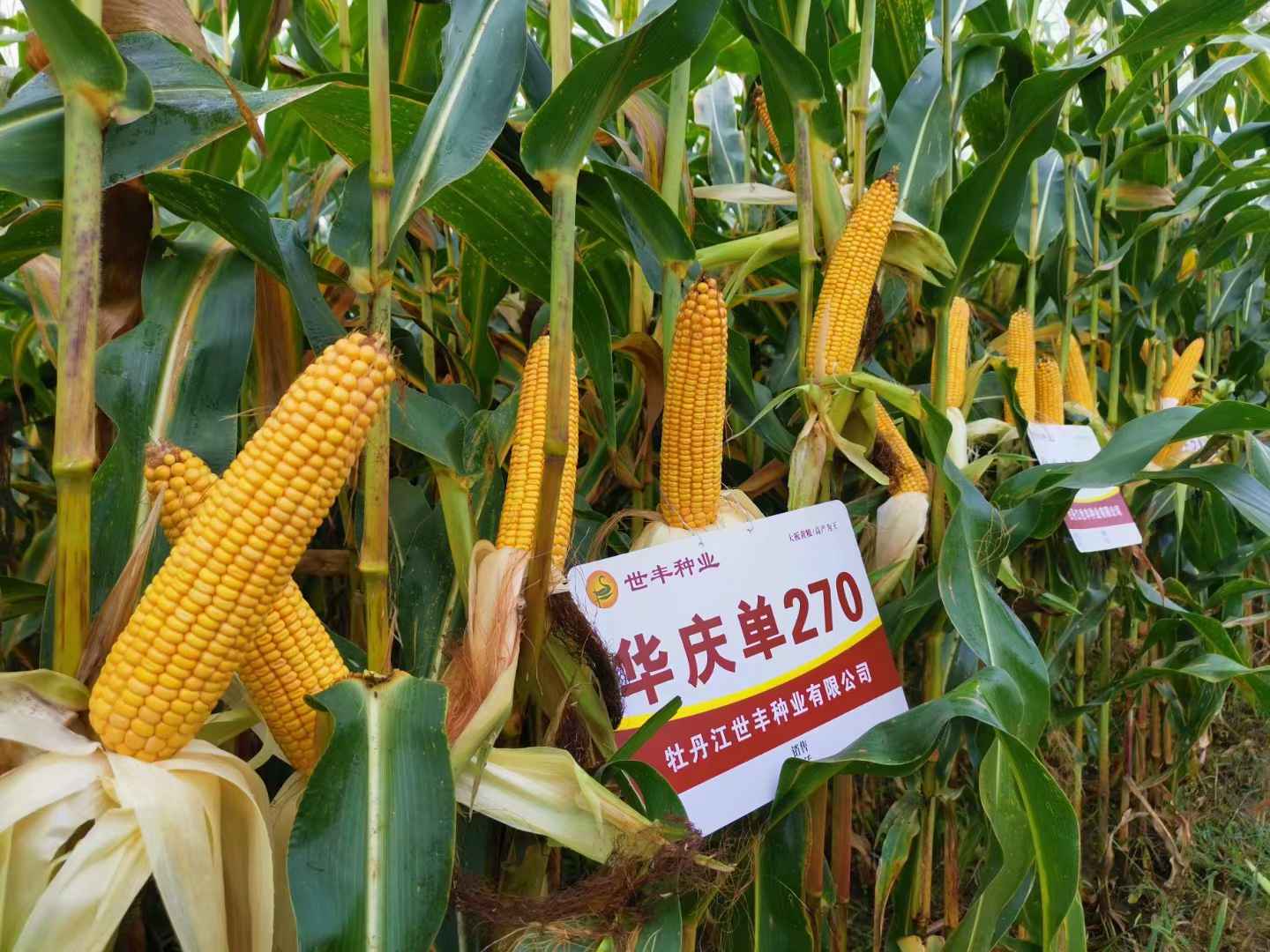 華慶單270田間表現